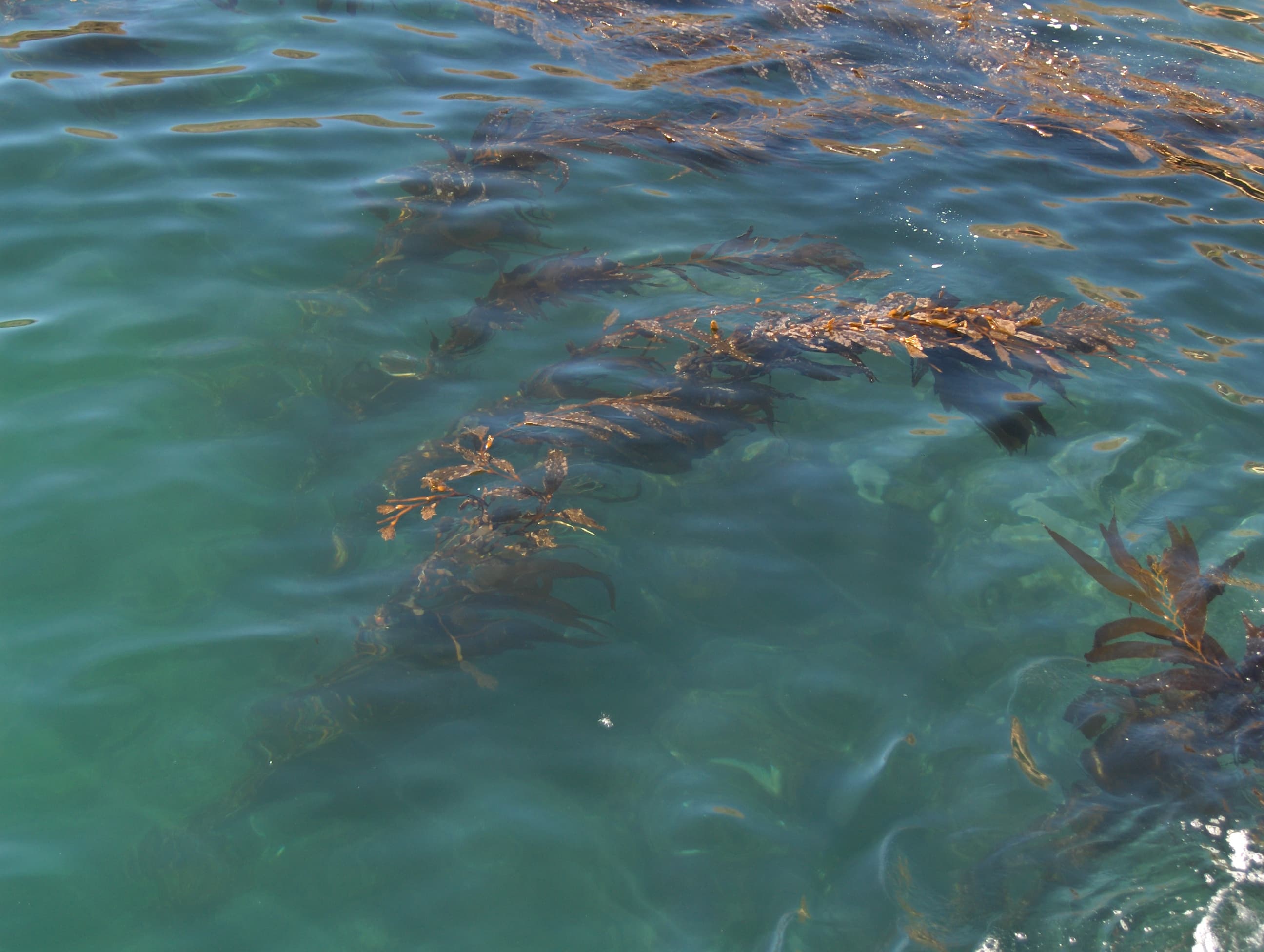 Thriving kelp forest with diverse marine life