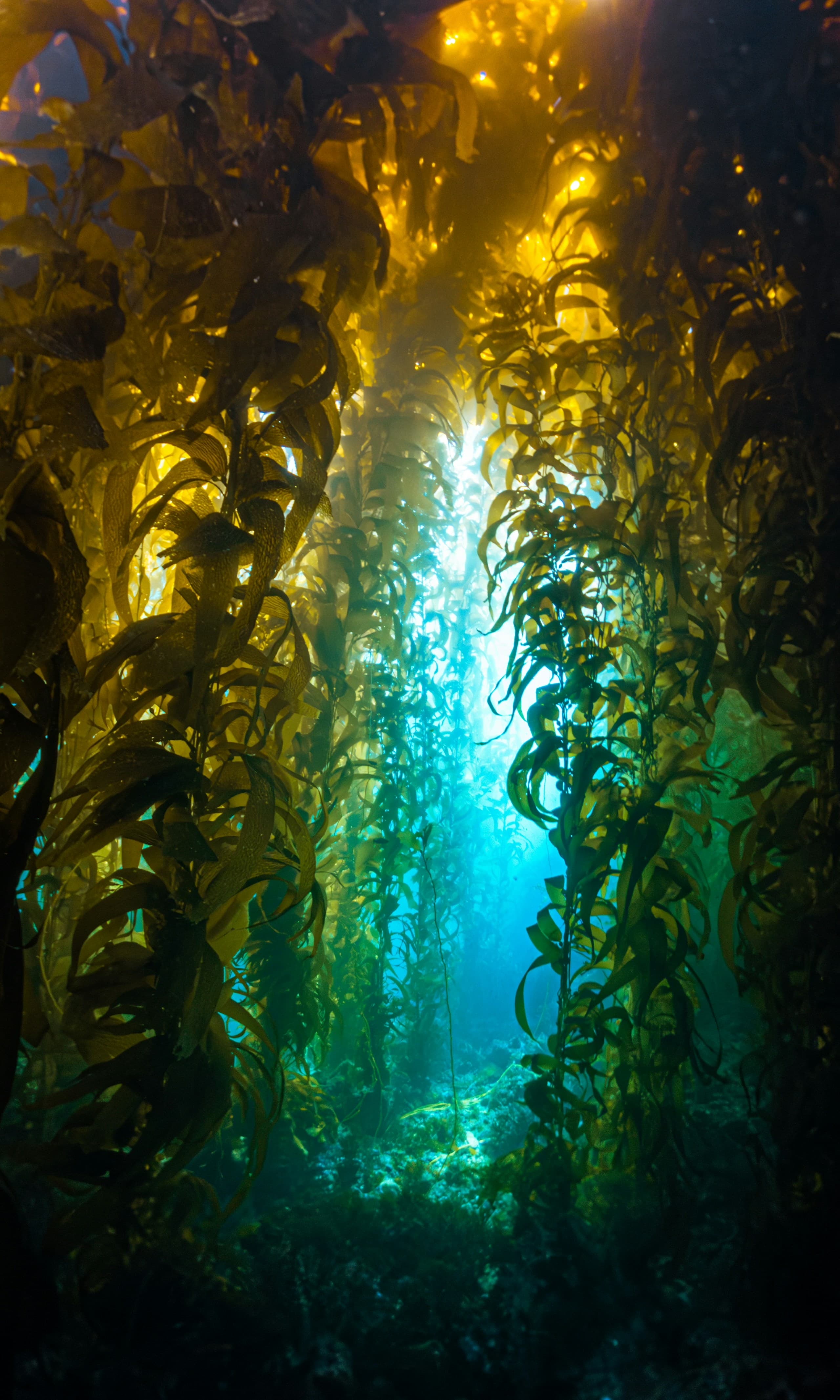 Diver harvesting sea urchins in a kelp forest