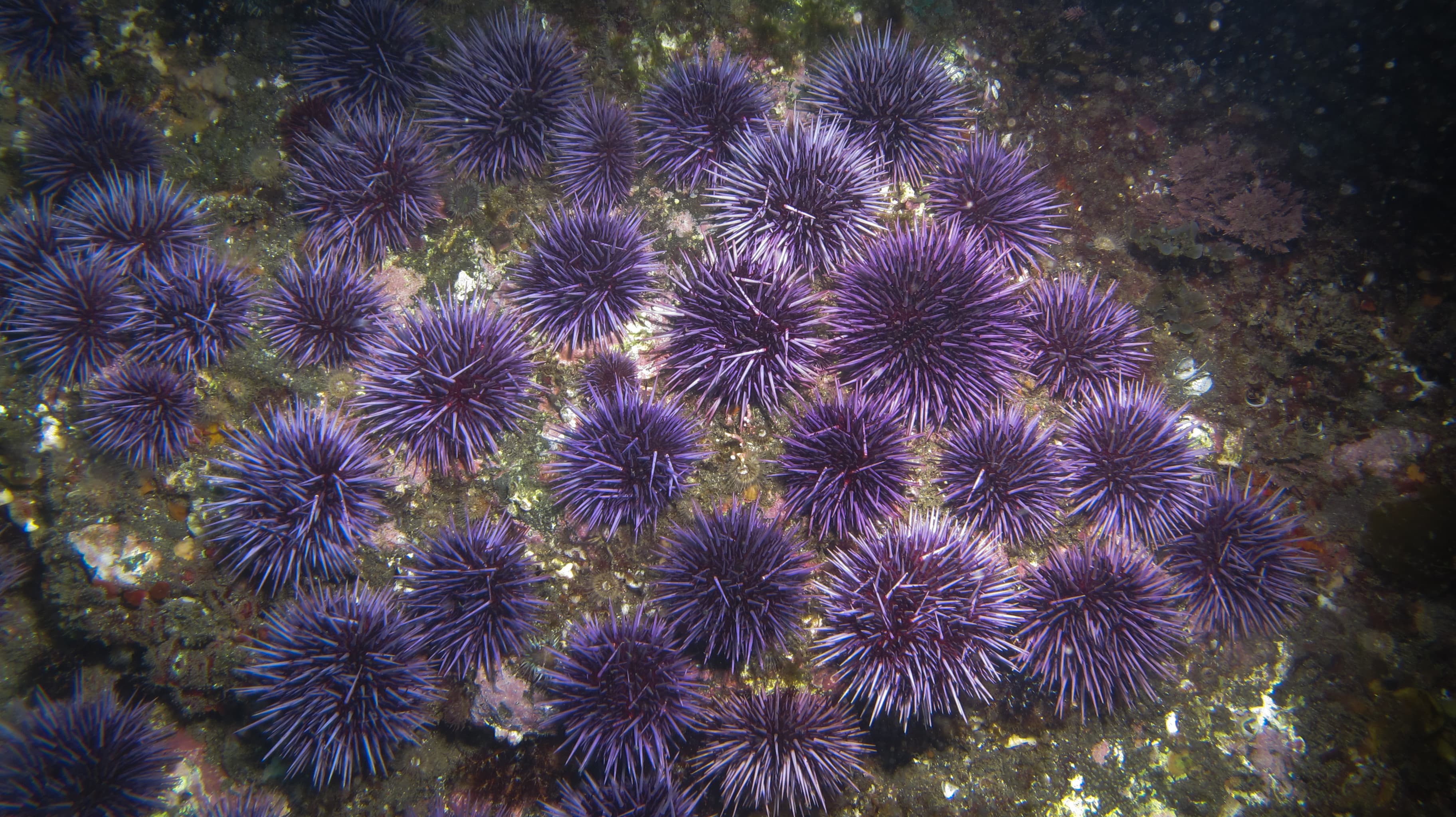Barren ocean floor covered in purple sea urchins